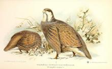 big ular-kaspiyskiy (onbird.ru).jpg